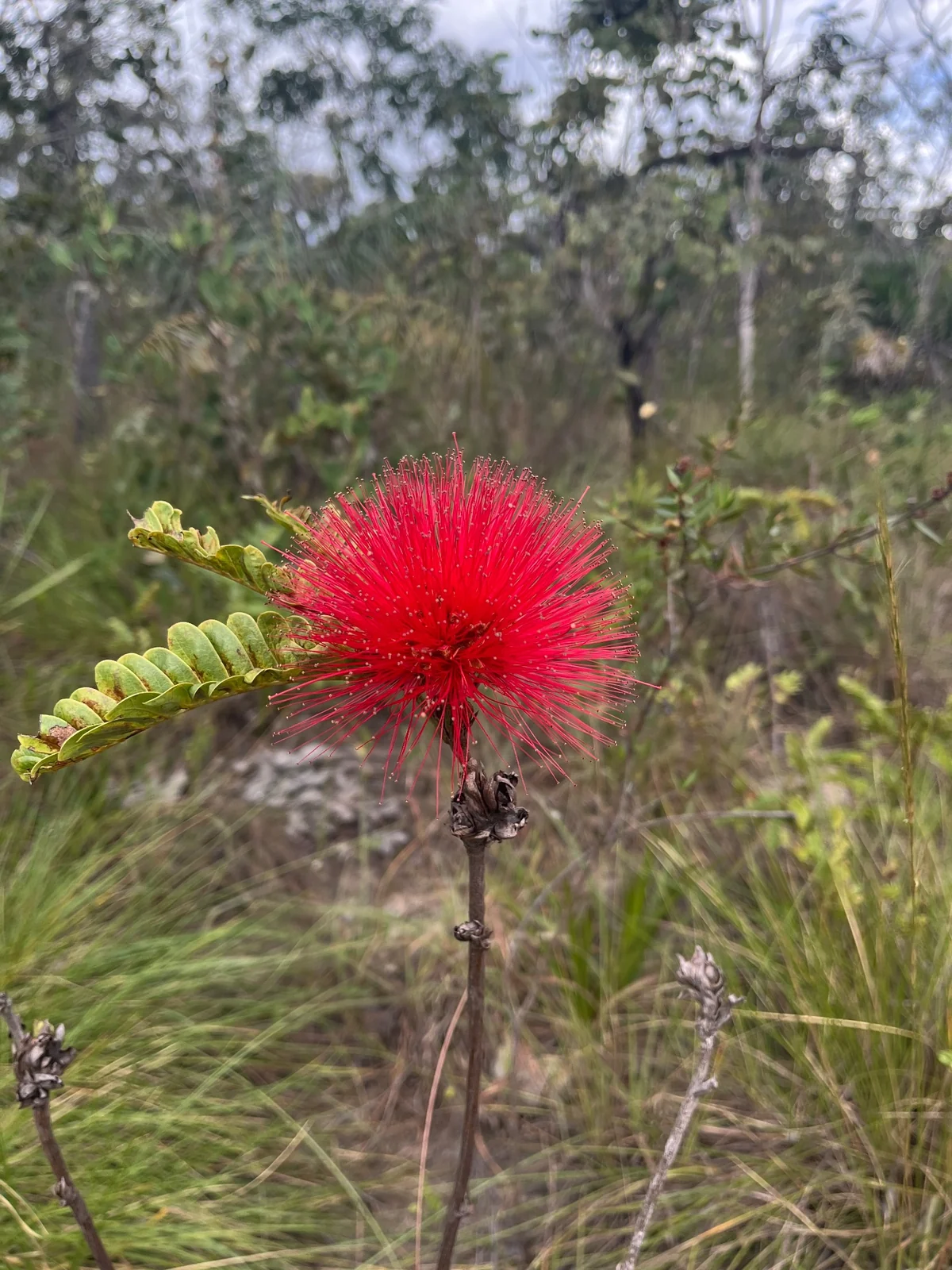 Caliandra vermelha no Cerrado