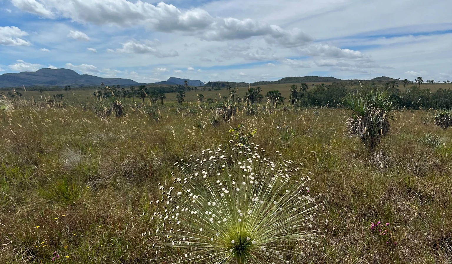 Cerrado de altitude com Paepalanthus sp. em primeiro plano
