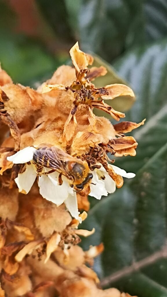 Mulher da comunidade local colhendo frutos medicinais
