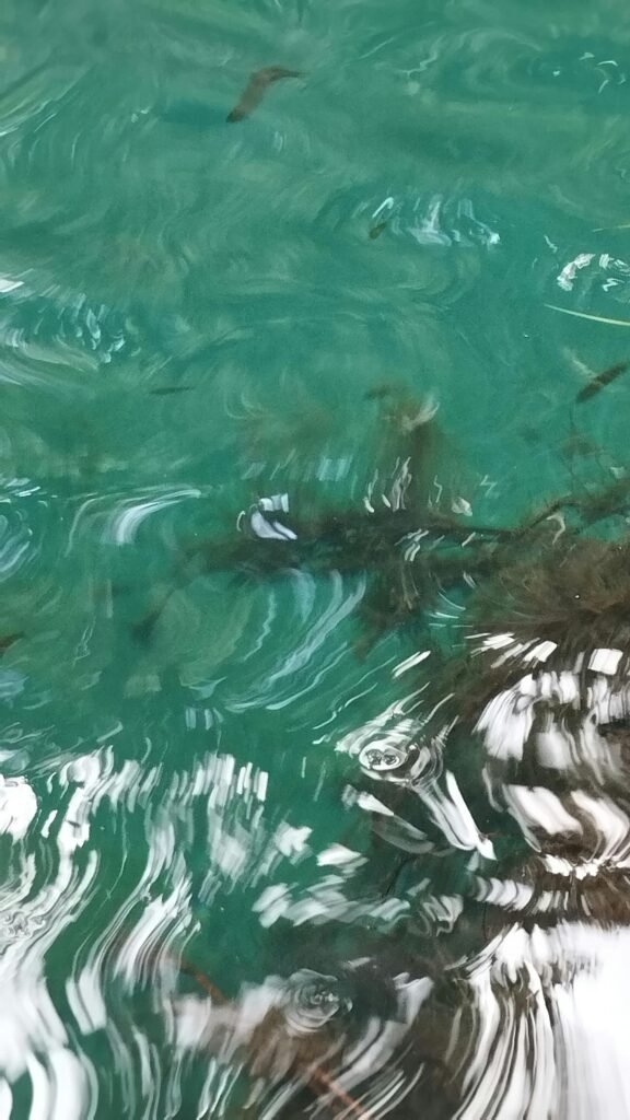 Prato de comida típica com pequi e arroz em Alto Paraíso de Goiás