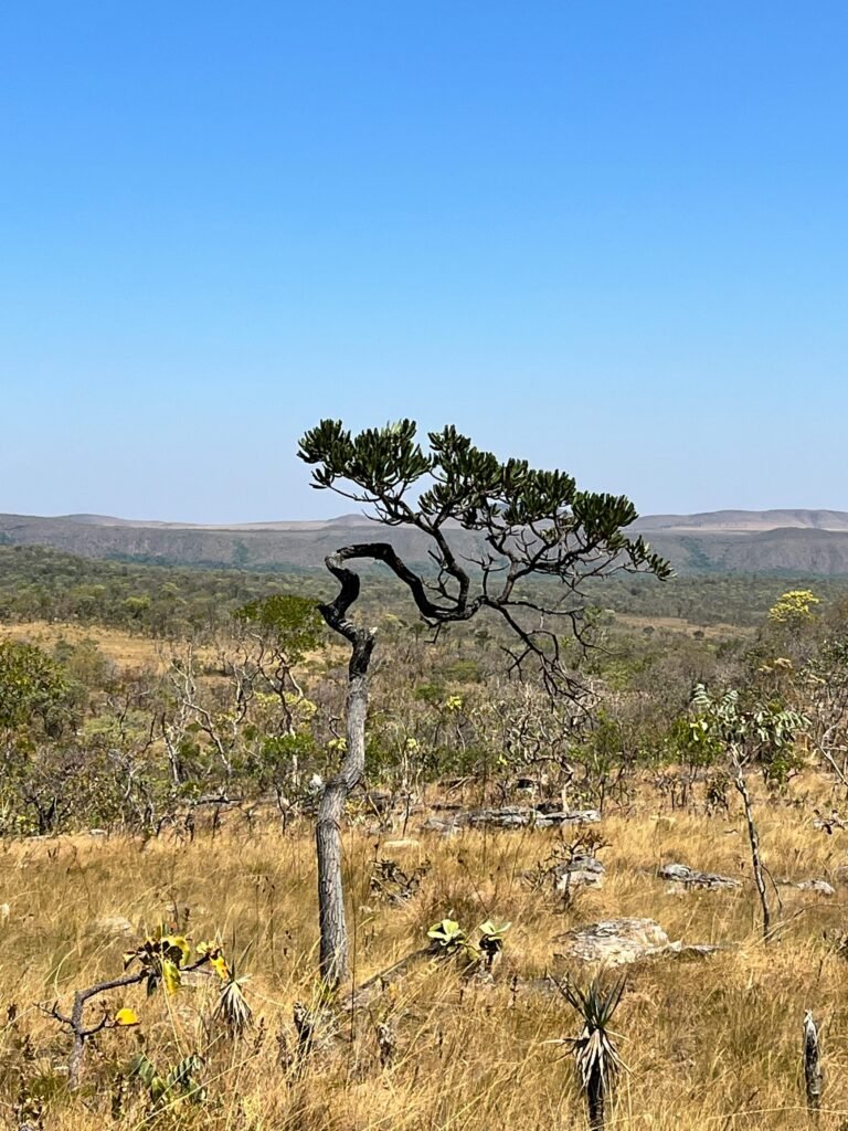 Foto noturna de um lobo-guará caminhando em uma trilha