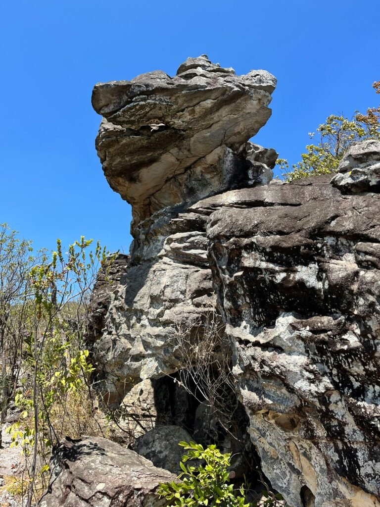 Close da casca grossa e texturizada de uma árvore do Cerrado