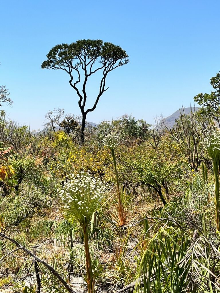 Árvore retorcida e resistente do Cerrado na Chapada dos Veadeiros
